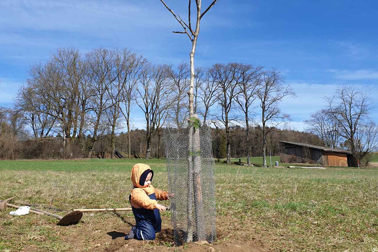 Nussbaum pflanzen im Biggel, Kloten 2019